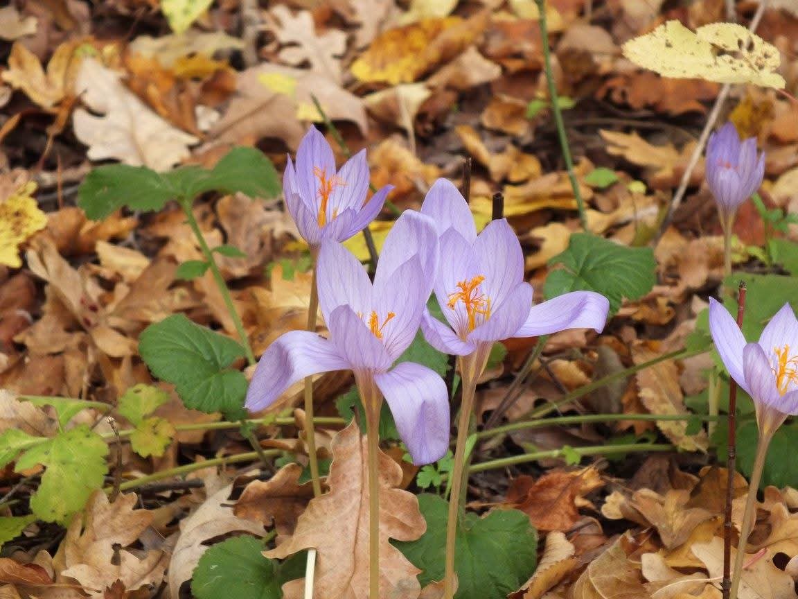 Эмили Дикинсон J12 Стал воздух мягче