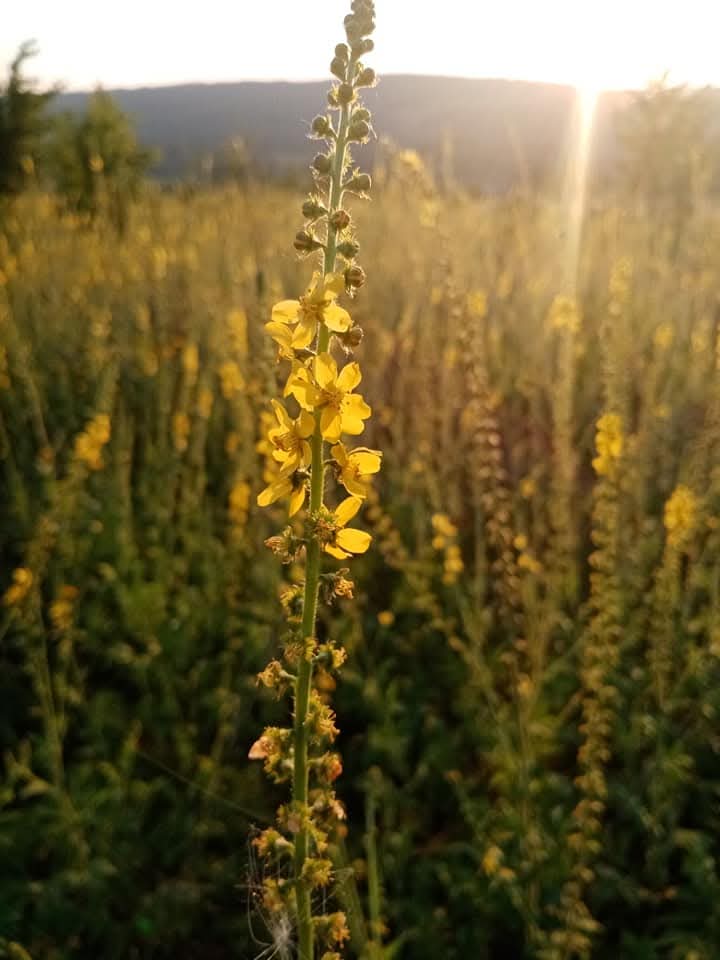 Эмили Дикинсон J11 О золоте, что на холме