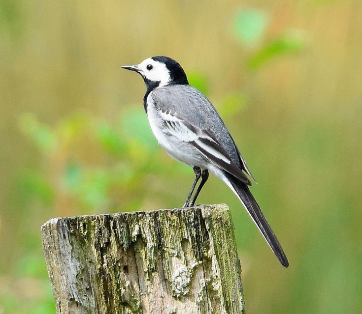 Трясогузка