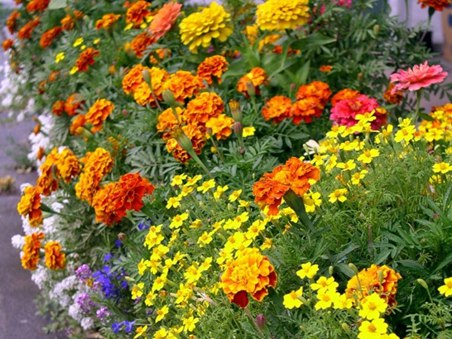 Но лепестков полетела метель...