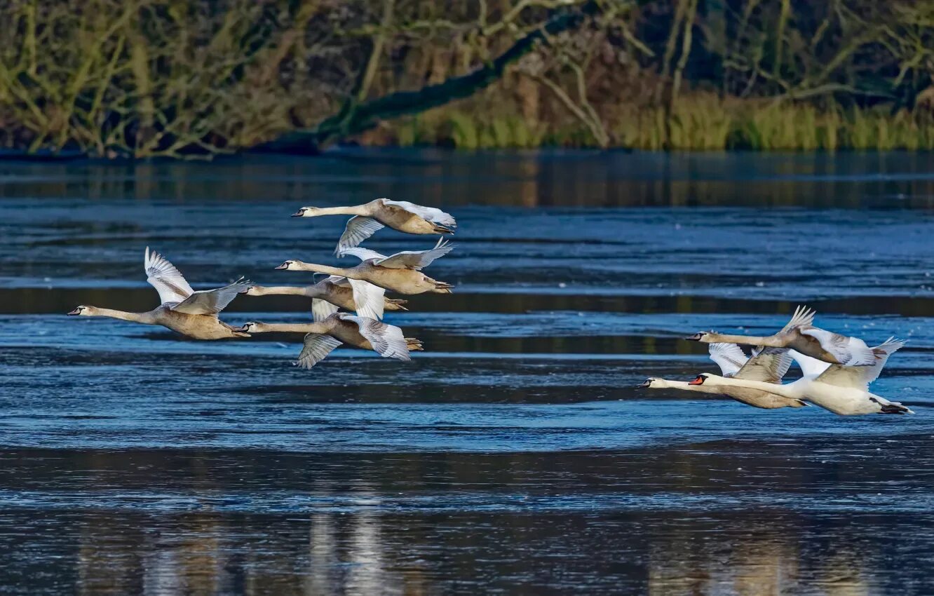 Наверх взмахнула стая лебедей