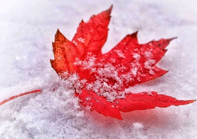 Жизнь взаймы