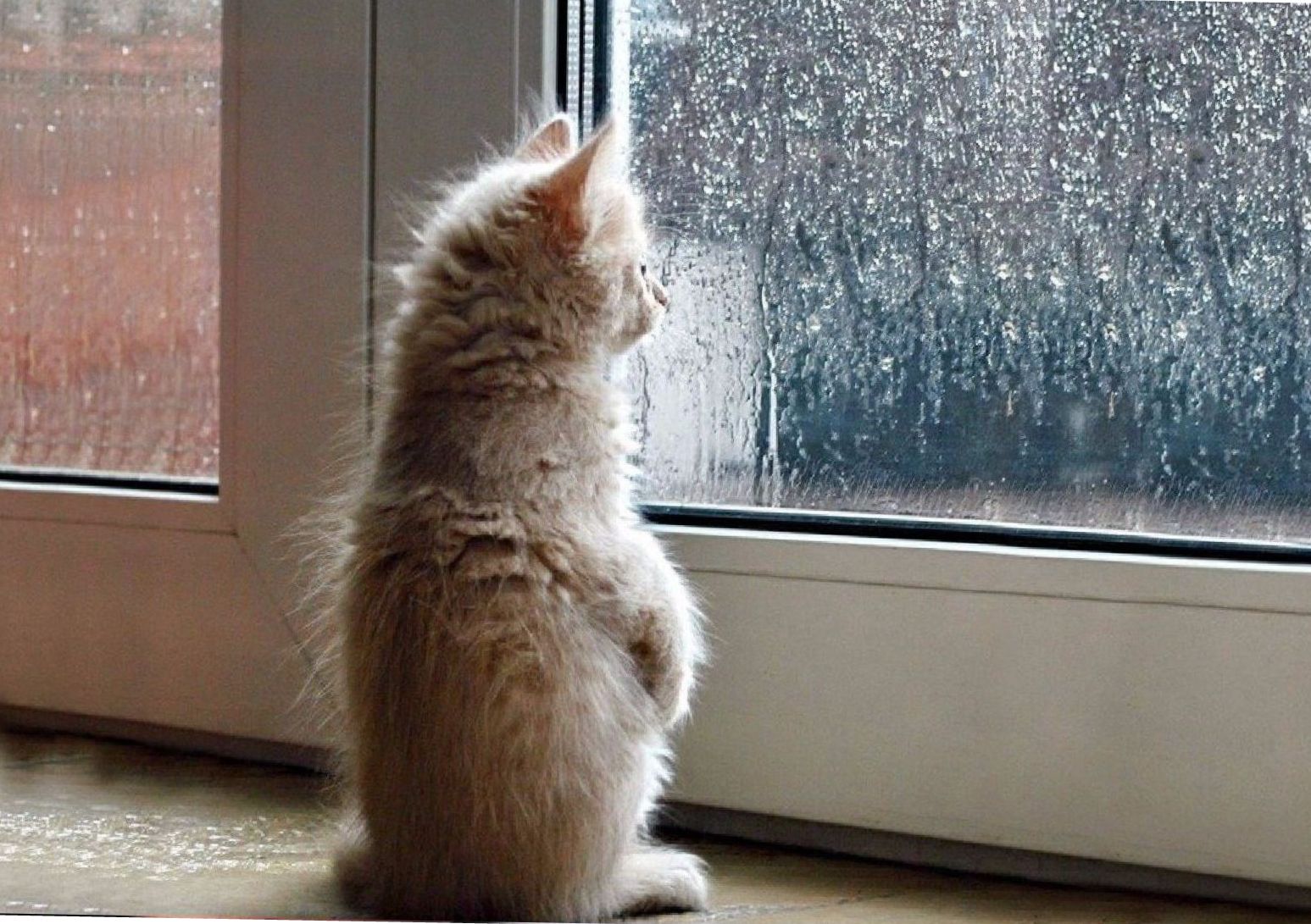 Кота на улице нашел