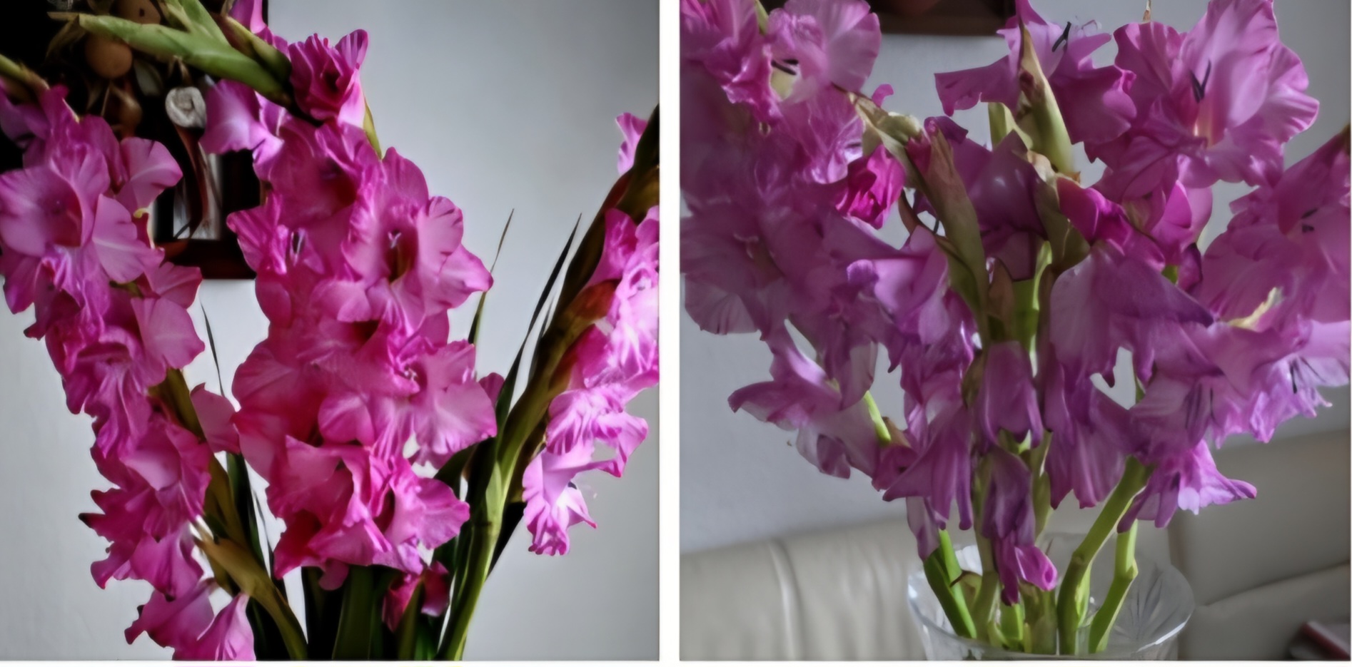 Гладиолусы. Супружеская история