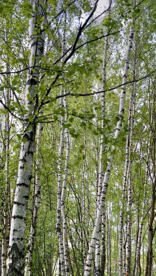 Я за шелестом листьев