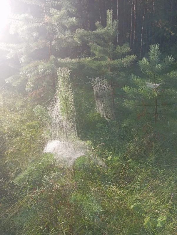 Грибной сезон