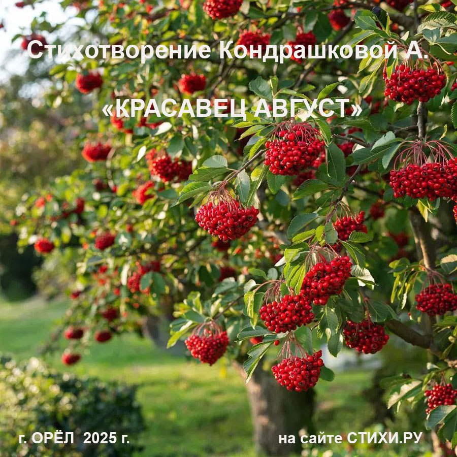 Красавец Август