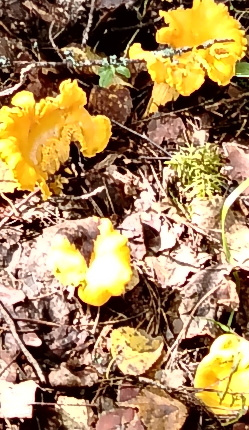 Лес, у меня пишется с большой буквы!