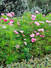 Прогулка по строкам жизни