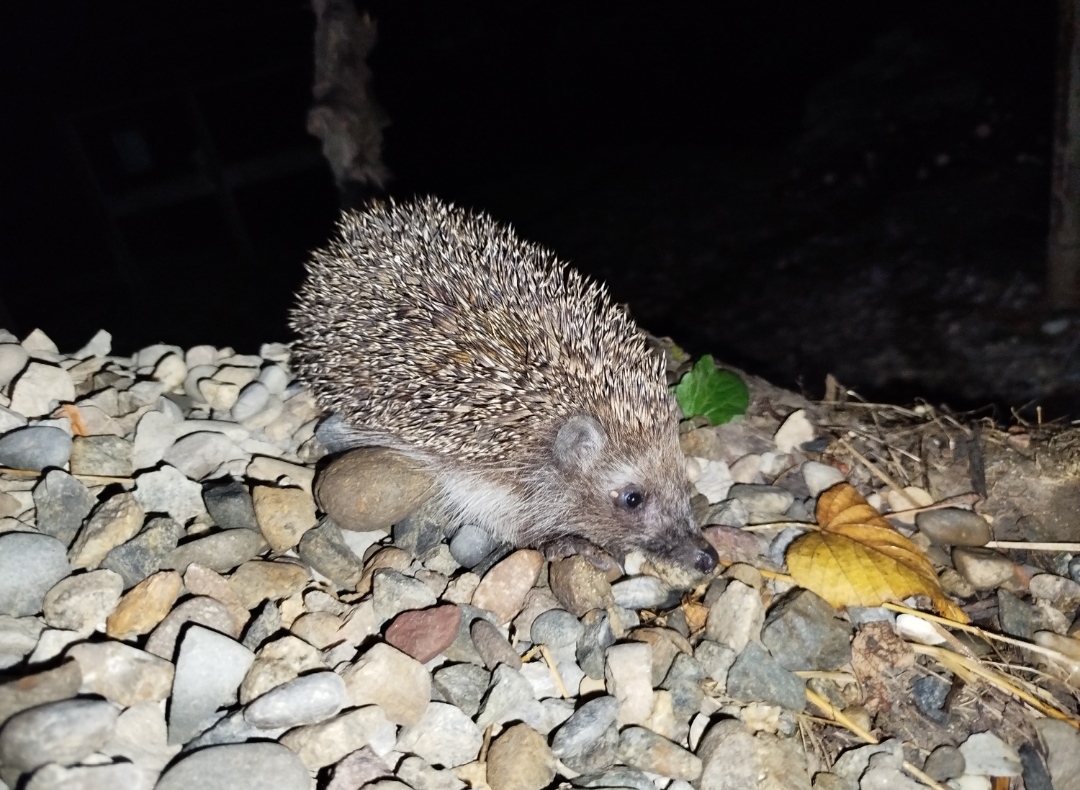 Ёжик добрый зверь!