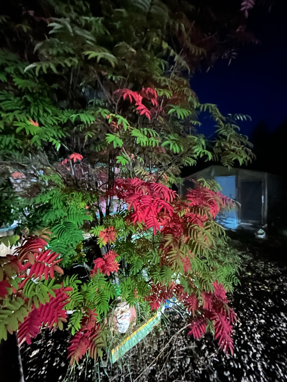 Как в нарисованном, у Осени