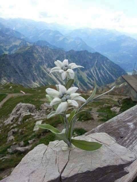 Эдельвейс
