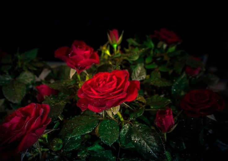 В палисаднике