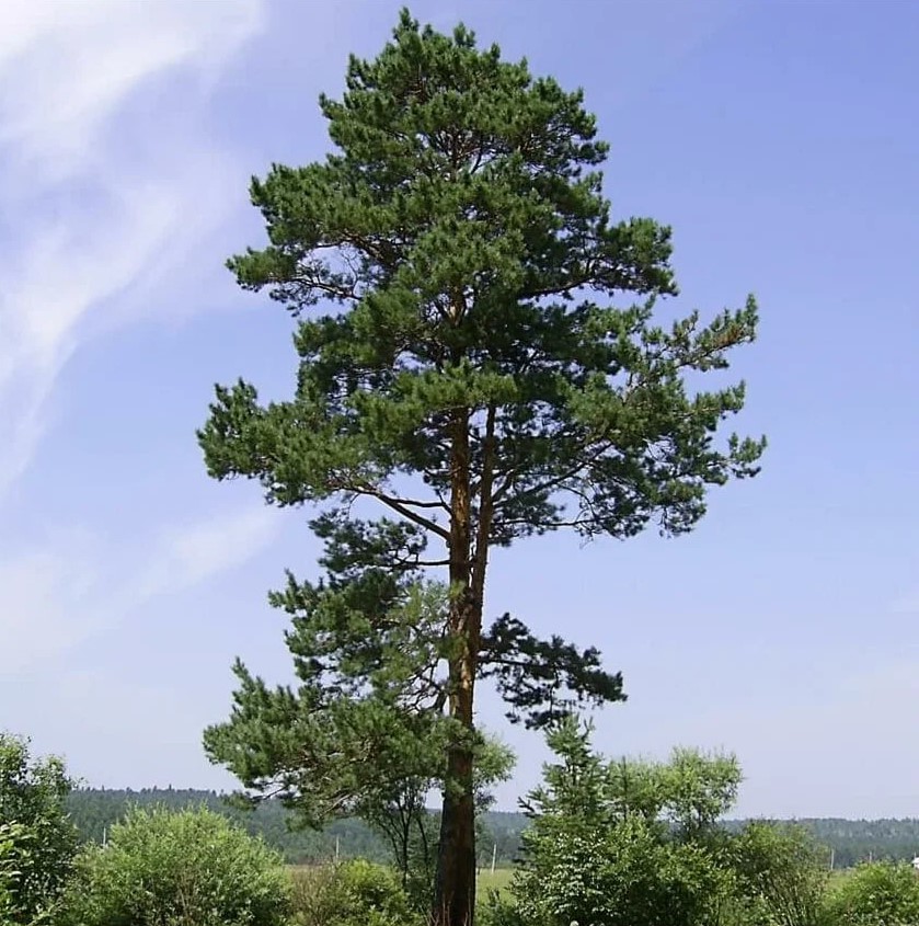 Хвойная Сосна