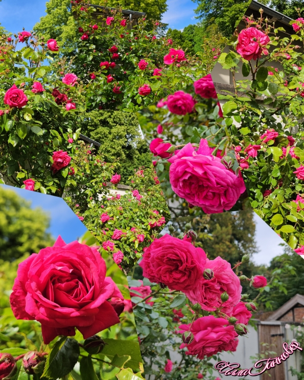 Розы цвета фуксии