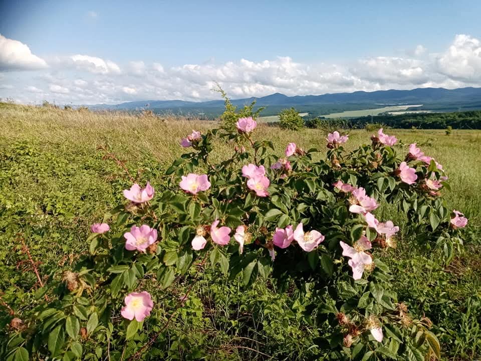 Эмили Дикинсон J805 Ценили пчелы эту Bauble
