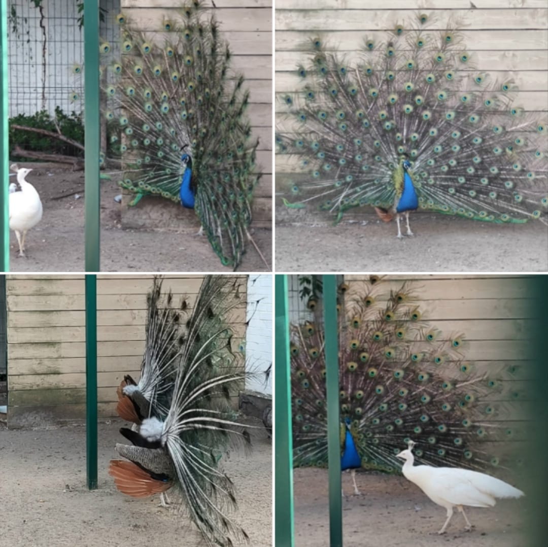 Советы павы