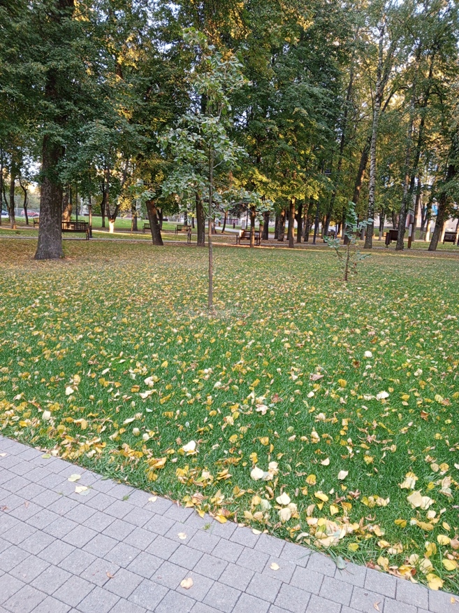 Август в парке