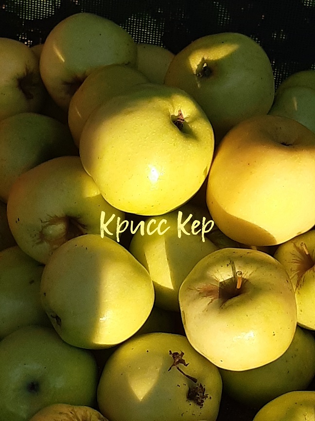 Запах яблок - минорный аккорд уходящего лета...
