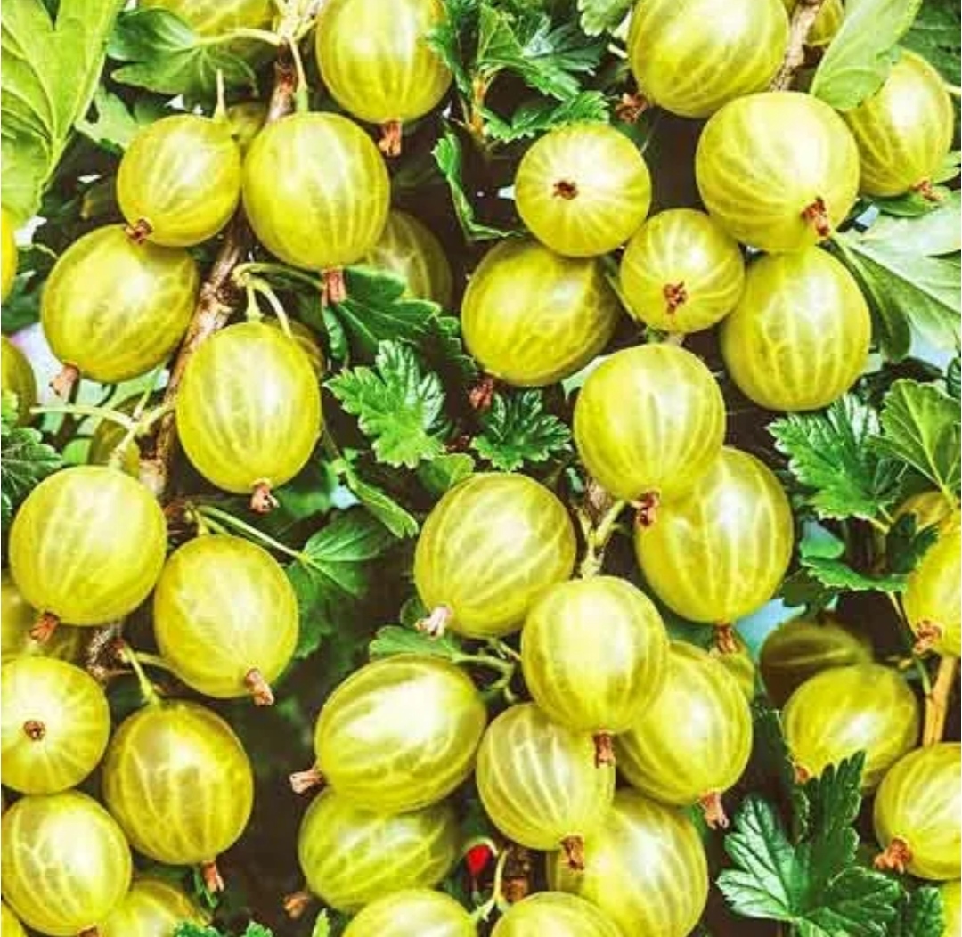 Крыжовник золотистый - ягода-мечта...