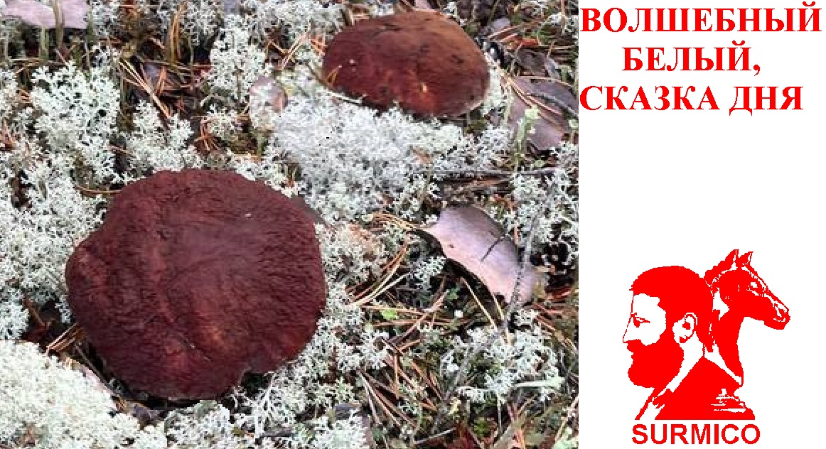 Волшебный белый. Сказка дня