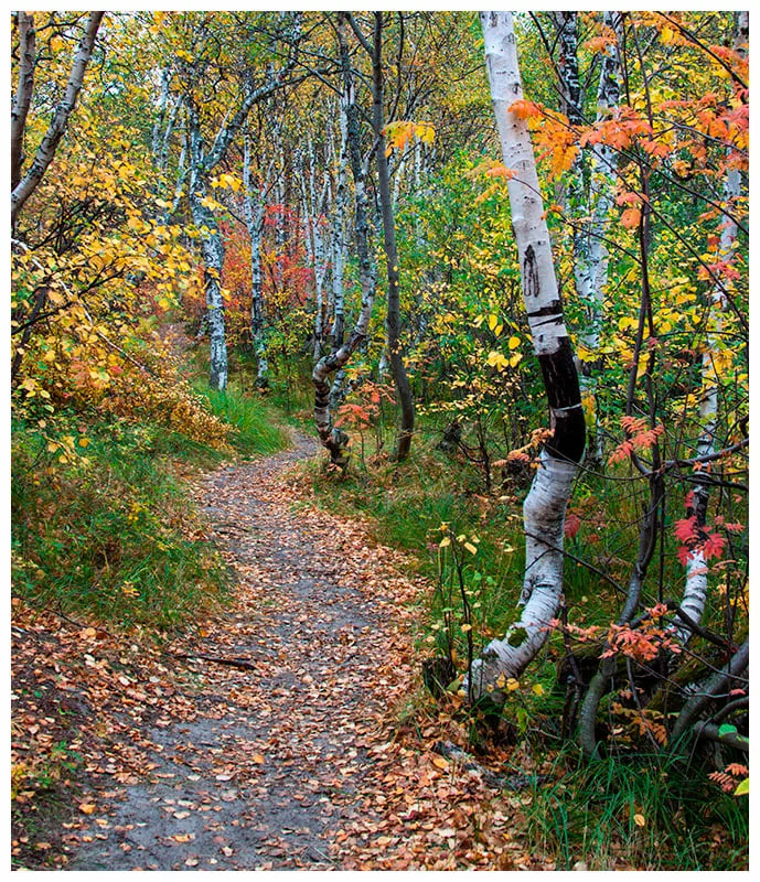 По рыжей тропке сентября