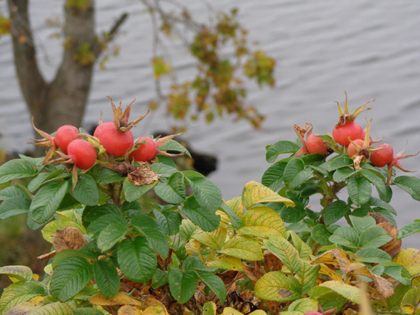 Отцвёл над Волгой розы куст!