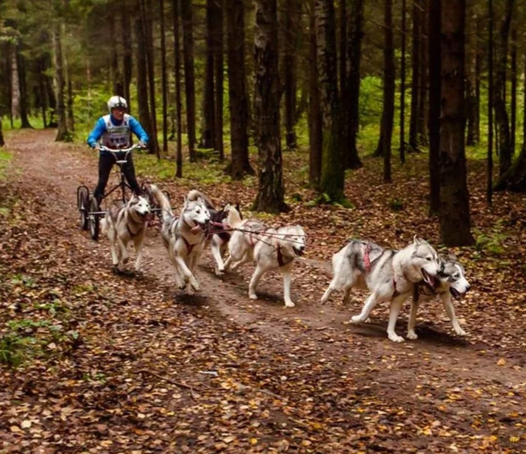 Собачья упряжка