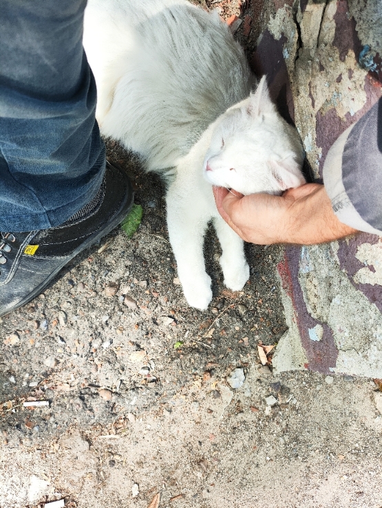 Пушистый друг