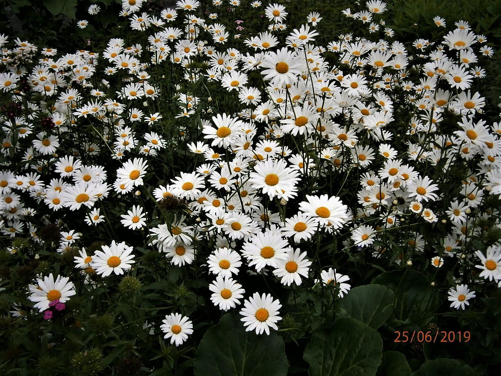 Цветы глубоко в сердце