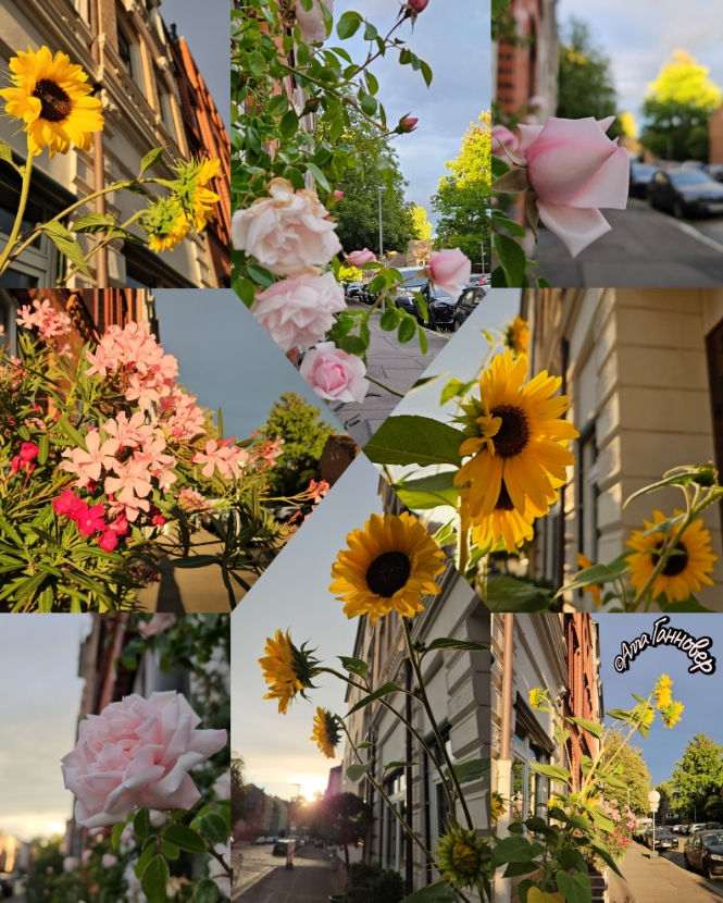 Сентябрь. Подсолнухи в кадушке