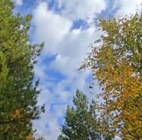 Осень в лесу