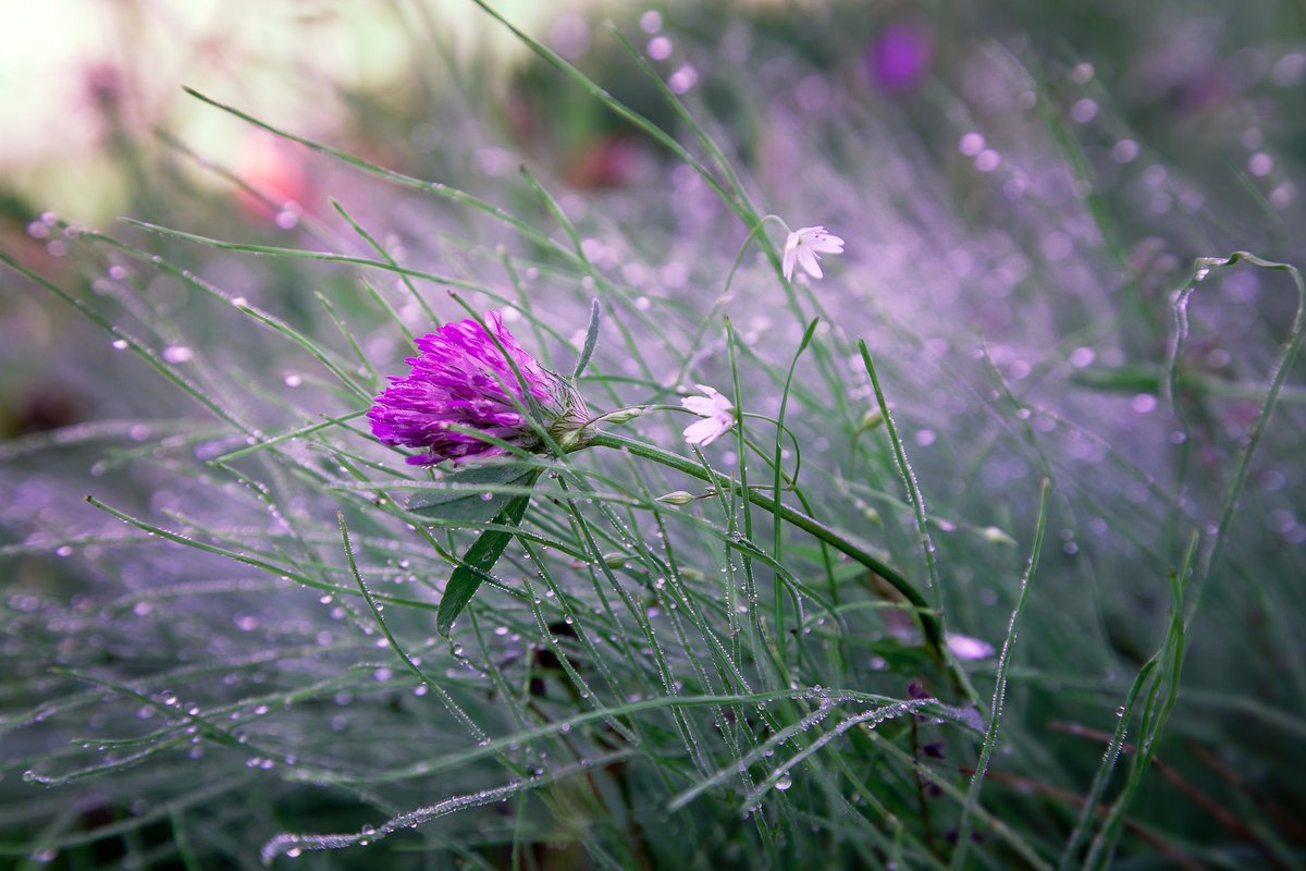 Сказ о росинках в траве и улыбке России