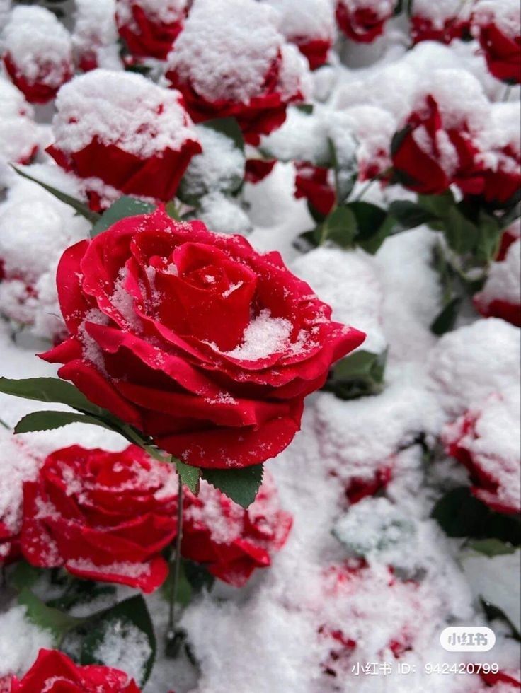 Снег и розы