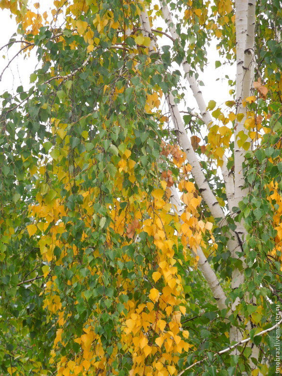 Осенняя Берёзка