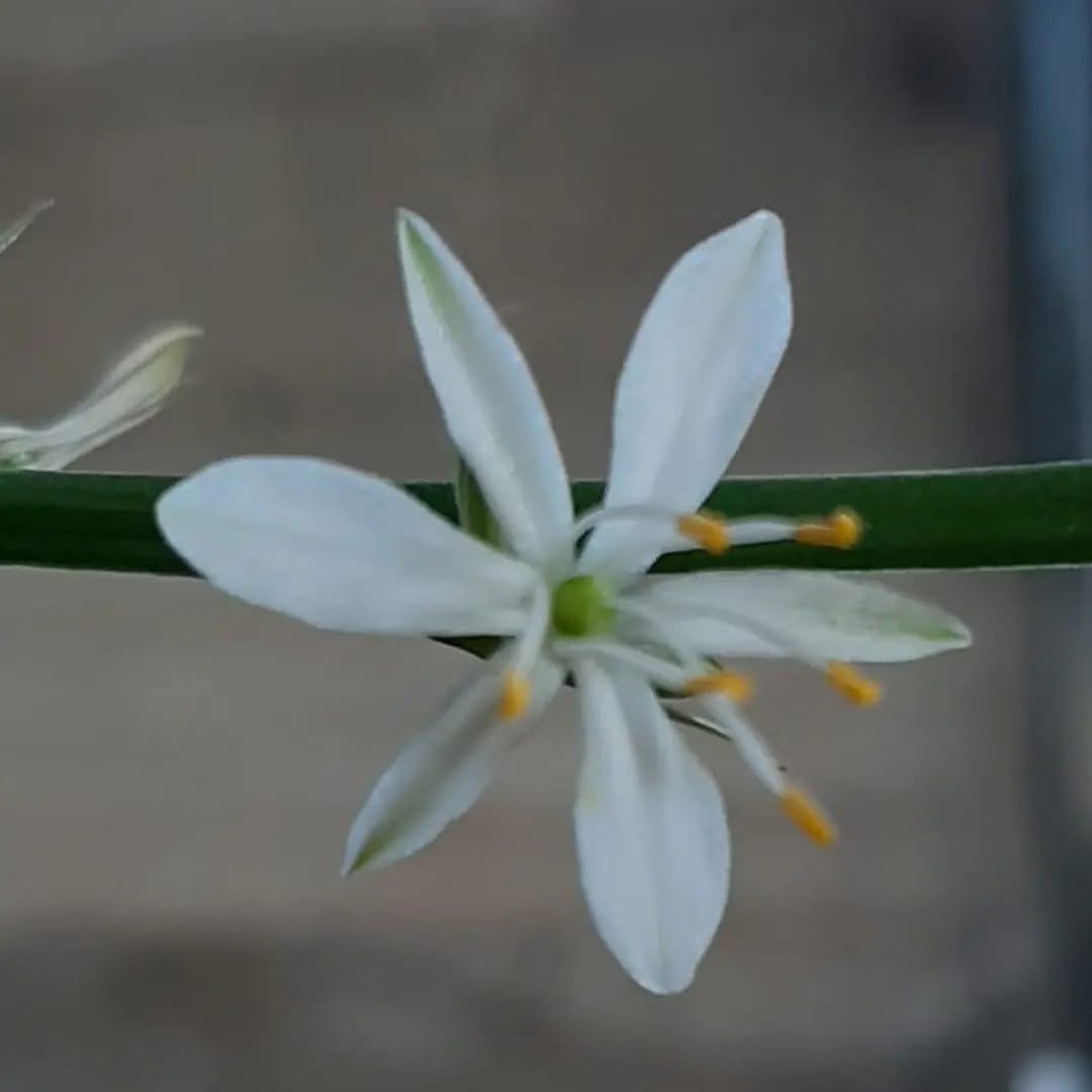 Своим ушам песни