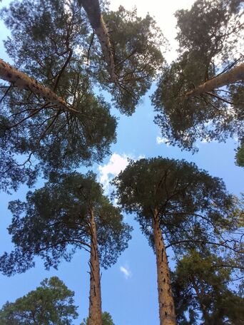 Сосновый бор