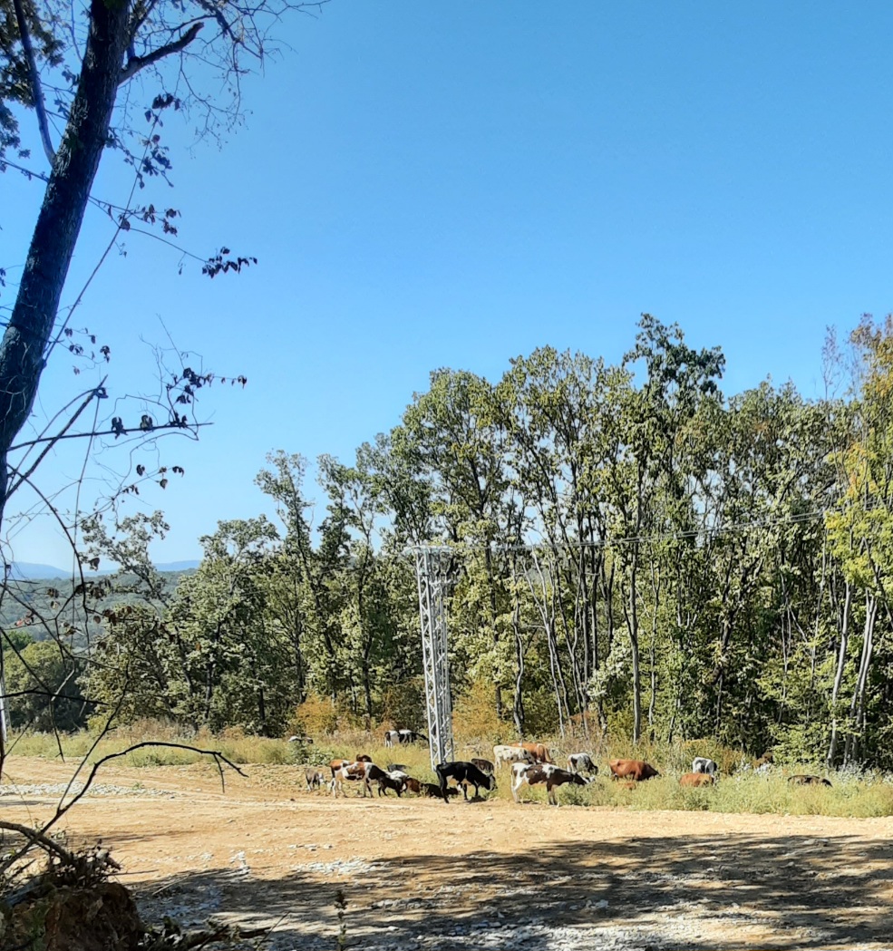 Дождь неизбежен, хайку