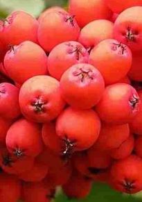 Autumn Aura Осенняя Аура