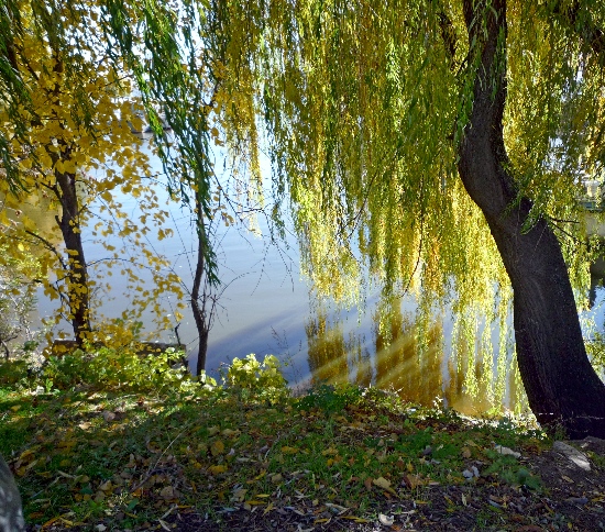 У реки клён с ивой