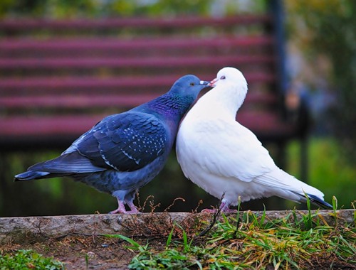 Я лукавить не умею