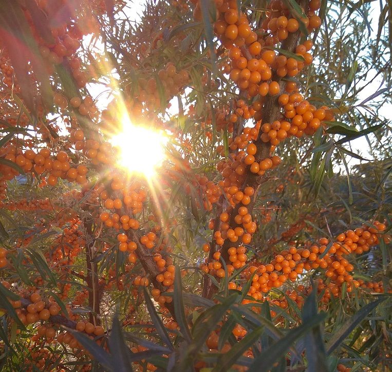 Оранжевая осень...