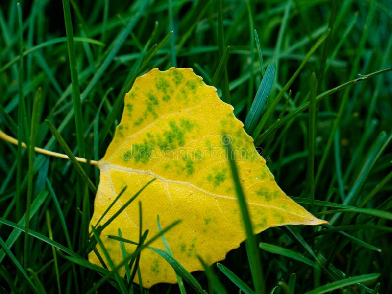 Желтый листик, как входной билетик...