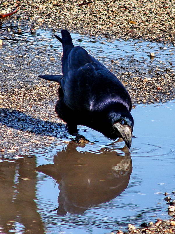 Ходит ворон возле лужи...