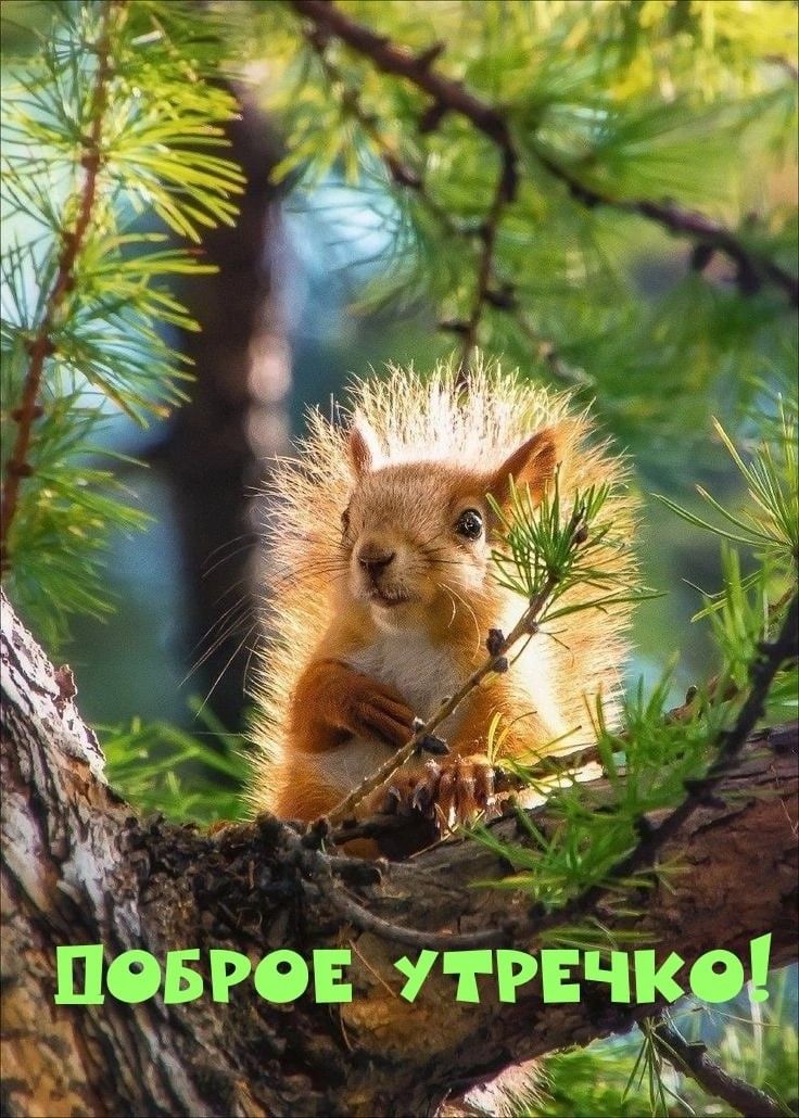 Тёплый денёк в лесу