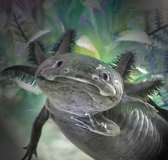 Великое переселение