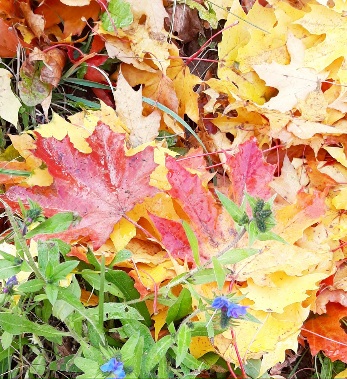 Осень лето проводила