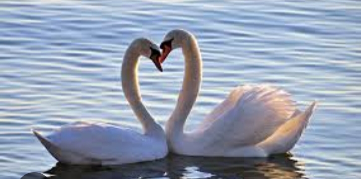 Лебединая верность