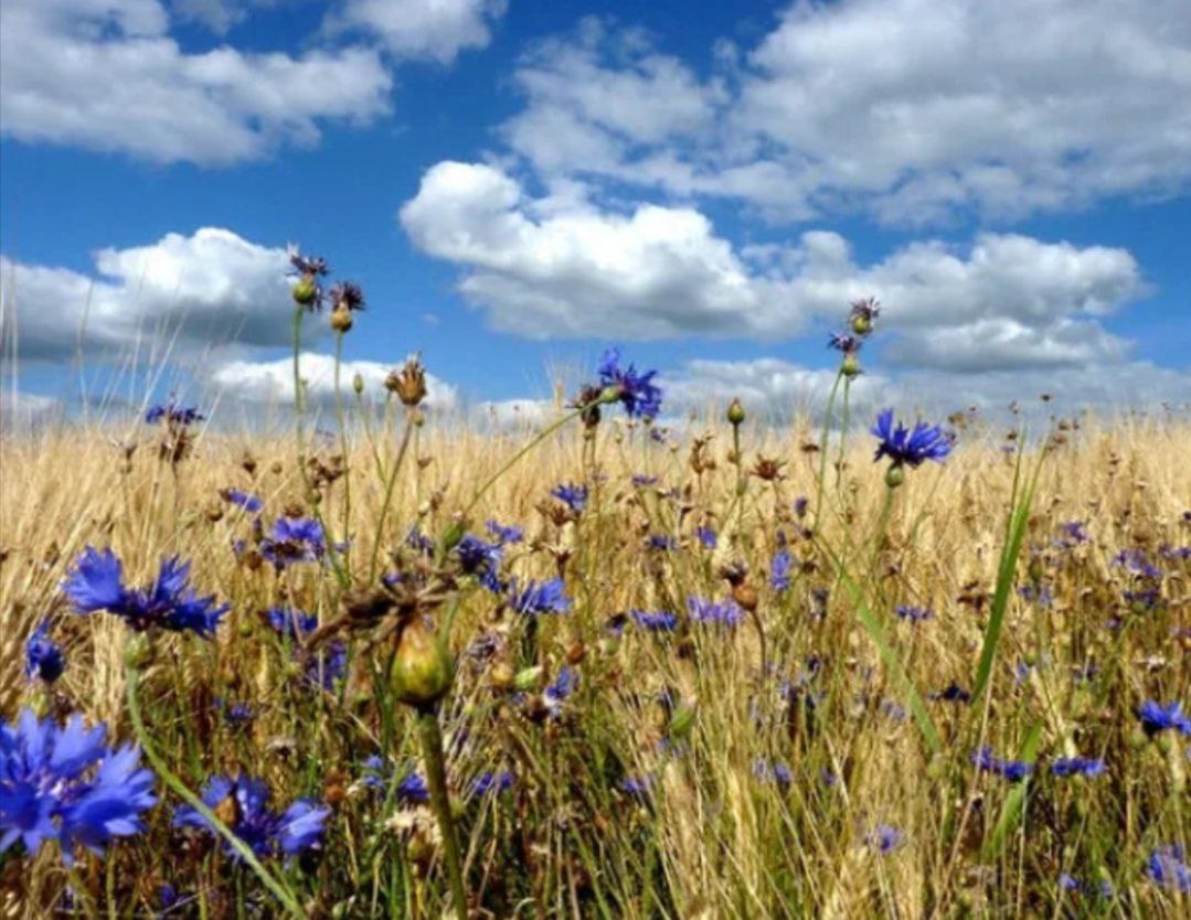 Край мой ненаглядный