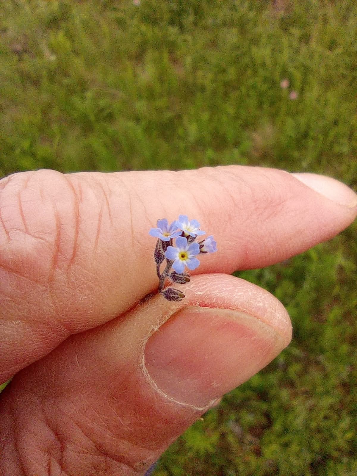 Малявки цветы, хайку